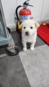 익산유기동물보호소에서 01월 06일 발견해서 보호하고 있는 강아지 정보.