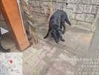 대전동물보호센터에서 01월 06일 발견해서 보호하고 있는 강아지 정보안내.