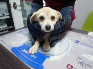 화원연합동물병원에서 01월 07일 발견해서 보호하고 있는 강아지 정보안내.
