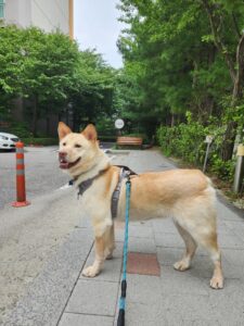 구리반려동물문화센터에서 01월 06일 발견해서 보호하고 있는 강아지 정보.