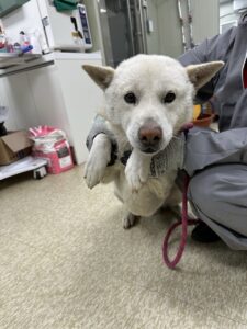 남양주시동물보호센터에서 01월 06일 발견해서 보호하고 있는 강아지 정보.