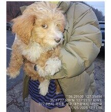 대전동물보호센터에서 보호중인 유기된 강아지안내드립니다.