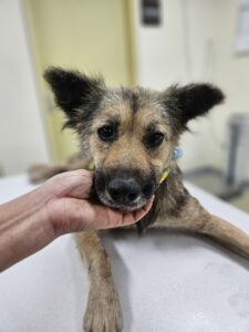 아산동물복지지원센터에서 보호하고 있는 유기된 강아지소개합니다.
