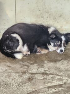 예천군유기동물보호소에서 01월 06일 발견해서 보호하고 있는 강아지 정보.