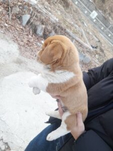 금왕동물병원에서 보호하고 있는 유기된 강아지안내.