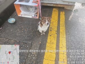 대전동물보호센터에서 01월 07일 발견해서 보호하고 있는 강아지 정보안내.