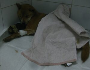 산타클라라동물병원에서 보호중인 유기된 강아지소개합니다.