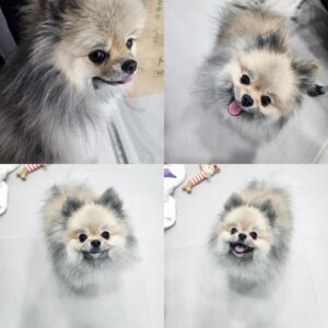반려동물 입양센터에서 보호중인 유기된 강아지안내드립니다.