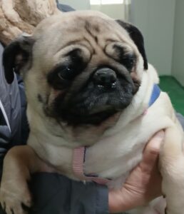 대구유기동물보호협회에서 01월 09일 발견해서 보호하고 있는 강아지 정보안내.