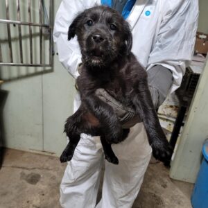평택시유기동물보호소에서 01월 09일 발견해서 보호하고 있는 강아지 정보안내.