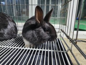 한국야생동물보호협회에서 보호중인 유기된 동물안내합니다.