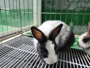 한국야생동물보호협회에서 보호중인 유기된 동물소개합니다.