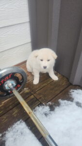 익산유기동물보호소에서 보호중인 유기된 강아지정보.