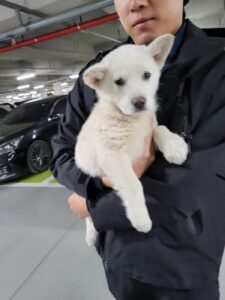 평택시유기동물보호소에서 보호중인 유기된 강아지안내합니다.