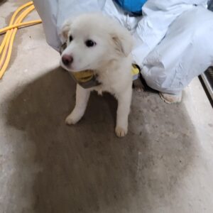 평택시유기동물보호소에서 01월 10일 발견해서 보호하고 있는 강아지 정보.