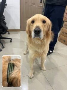 반려동물보호센터에서 01월 10일 발견해서 보호하고 있는 강아지 정보안내.