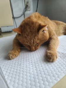 가나동물병원에서 01월 10일 발견해서 보호하고 있는 고양이 정보입니다.