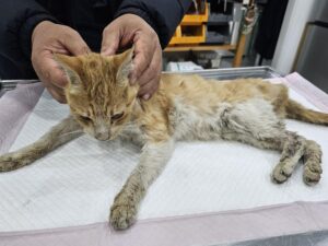 창녕 유기동물보호소에서 01월 10일 발견해서 보호하고 있는 고양이 정보입니다.