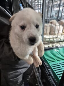 남양동물보호센터에서 01월 10일 발견해서 보호하고 있는 강아지 정보.