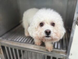 광주동물보호센터에서 01월 11일 발견해서 보호하고 있는 강아지 정보안내.