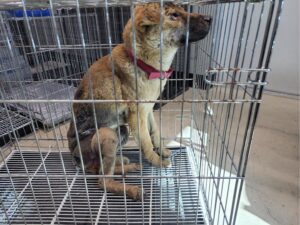 고양시동물보호센터에서 01월 11일 발견해서 보호하고 있는 강아지 정보.