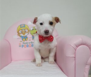 창원유기동물보호소에서 보호중인 유기된 강아지정보.