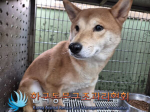 한국동물구조관리협회에서 01월 10일 발견해서 보호하고 있는 강아지 정보.