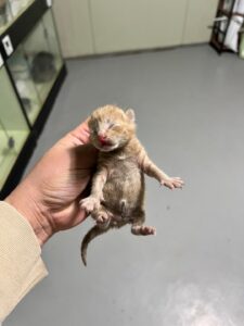 부산동물보호센터에서 01월 10일 발견해서 보호하고 있는 고양이 정보입니다.