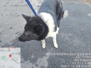 대전동물보호센터에서 01월 11일 발견해서 보호하고 있는 강아지 정보안내.