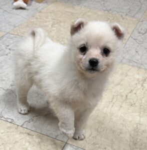 당진시동물보호소에서 01월 11일 발견해서 보호하고 있는 강아지 정보입니다.