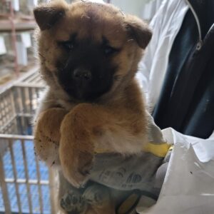 평택시유기동물보호소에서 01월 12일 발견해서 보호하고 있는 강아지 정보.