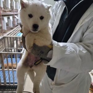 평택시유기동물보호소에서 보호하고 있는 유기된 강아지입니다.