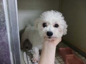 효자동물병원에서 01월 12일 발견해서 보호하고 있는 강아지 정보안내.