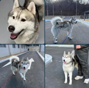 구미시 동물보호센터에서 보호하고 있는 유기된 강아지안내합니다.