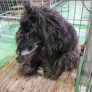 나주유기동물보호센터에서 01월 11일 발견해서 보호하고 있는 강아지 정보.