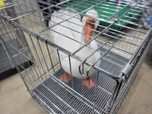 고양시동물보호센터에서 보호하고 있는 유기된 동물안내합니다.