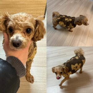 당진시동물보호소에서 보호중인 유기된 강아지안내합니다.