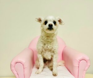 창원유기동물보호소에서 보호하고 있는 유기된 강아지안내.