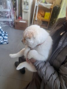 금왕동물병원에서 01월 13일 발견해서 보호하고 있는 강아지 정보안내.