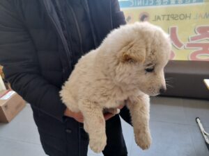 금왕동물병원에서 01월 13일 발견해서 보호하고 있는 강아지 정보입니다.