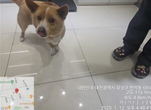 대전동물보호센터에서 01월 13일 발견해서 보호하고 있는 강아지 정보입니다.