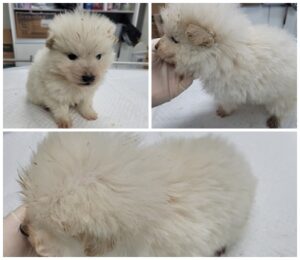 논산시 동물보호센터에서 보호하고 있는 유기된 강아지입니다.