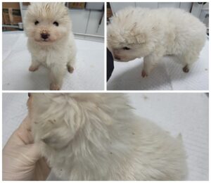 논산시 동물보호센터에서 보호하고 있는 유기된 강아지입니다.