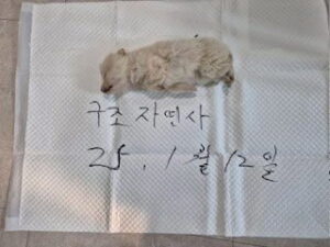 논산시 동물보호센터에서 보호중인 유기된 강아지정보.