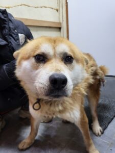 이성준동물병원에서 보호중인 유기된 강아지정보.