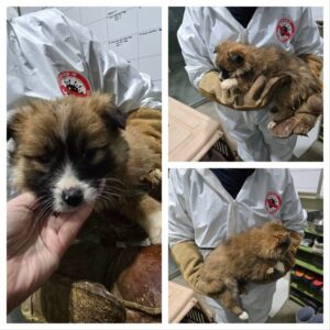 당진시동물보호소에서 보호중인 유기된 강아지안내드립니다.