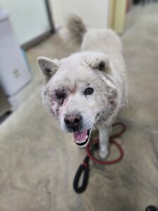 아산동물복지지원센터에서 보호하고 있는 유기된 강아지입니다.