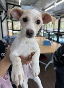 군산유기동물보호센터에서 보호하고 있는 유기된 강아지소개합니다.