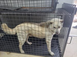 고양시동물보호센터에서 01월 15일 발견해서 보호하고 있는 강아지 정보안내.