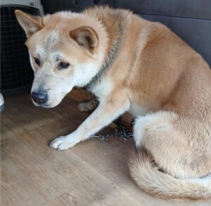 대구유기동물보호센터에서 보호하고 있는 유기된 강아지입니다.
